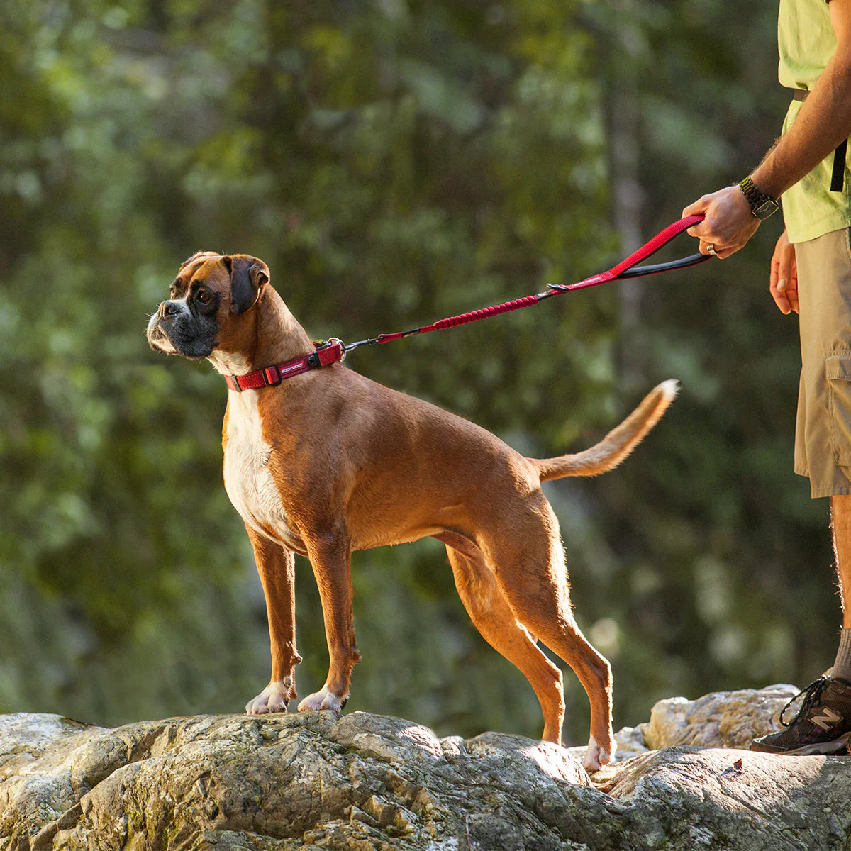 Zero Shock Leash - Image 14